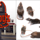 Image for article titled Virginia Arby's shuts down under pressure from local rats